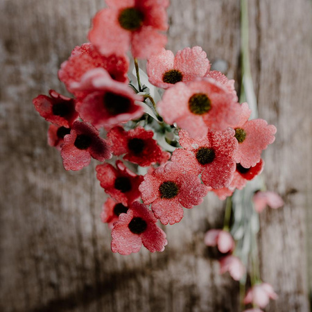 Maki czerwone- bukiet 5 szt.