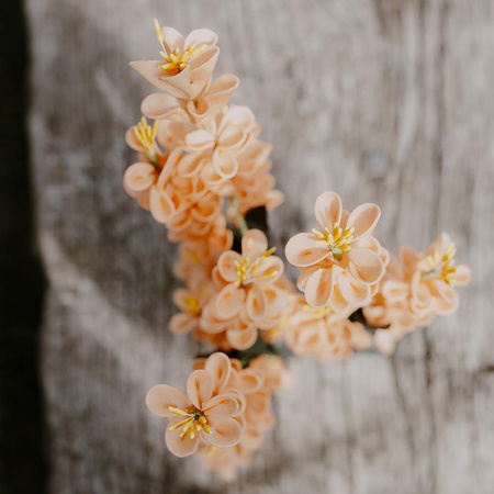 Kurkuma łososiowa - bukiet 3 szt.