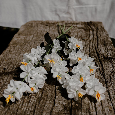 Kurkuma biała- bukiet 3 szt.