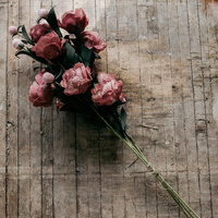 Peonie Piwonie różowe - bukiet 3 szt.