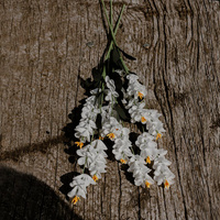 Kurkuma biała- bukiet 3 szt.